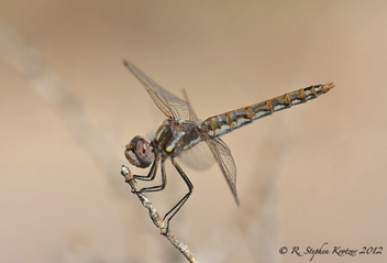 Sympetrum corruptum, female